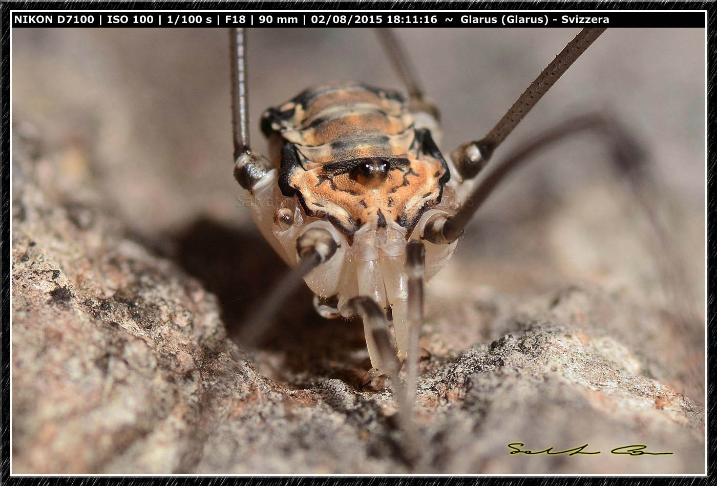 Opilione dalla Svizzera da id :Leiobunum limbatum.